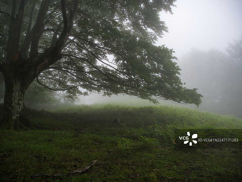 西班牙泽安乌里神秘森林景观，古树笼罩在浓雾中图片素材