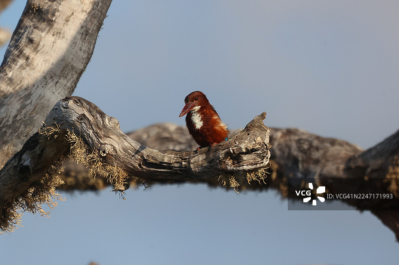 仰视视角拍摄的白喉翡翠栖息在饱经风霜的树枝上，背景是湛蓝的天空图片素材
