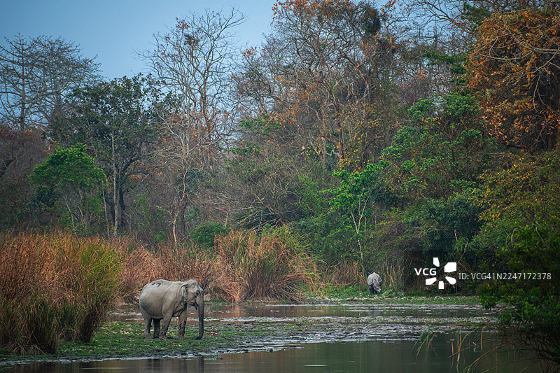 亚洲野象与犀牛在葱郁的湿地景观中觅食图片素材