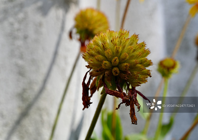 特写：一株开着黄色花朵、花瓣已干枯的植物，背景虚化图片素材