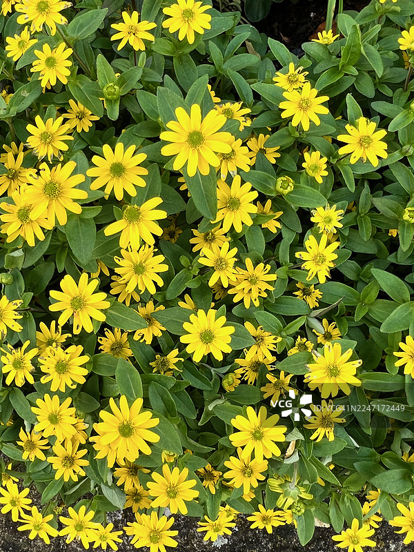 俯视视角，生机勃勃的黄色开花植物配有绿叶图片素材