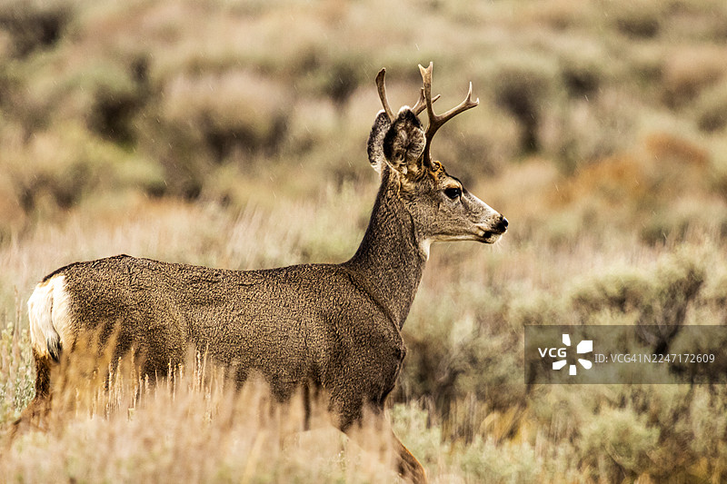 一只长着小鹿角的鹿的侧面视图，它正站在一片干草和灌木丛的田野里，望向右边。图片素材