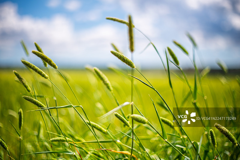 在明亮的蓝天下，白云朵朵，生机勃勃的绿色农作物在西班牙卡斯蒂列哈德尔坎波的Cortijo Finca la Cartuja农场随风摇曳的特写镜头图片素材