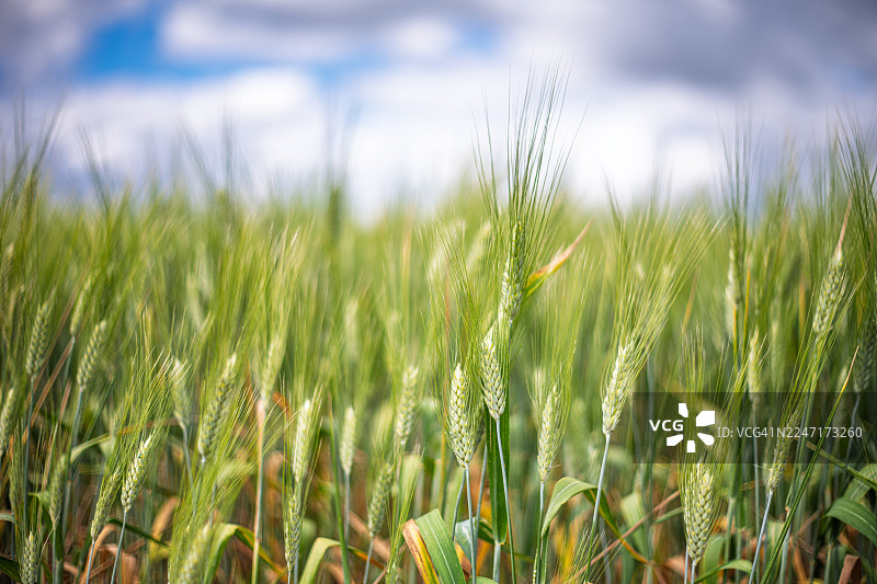 在蓝天白云下，生机勃勃的绿色麦田特写，象征着生长与农业，地点：西班牙卡斯蒂列哈德尔坎波，科尔蒂霍芬卡拉卡图加图片素材