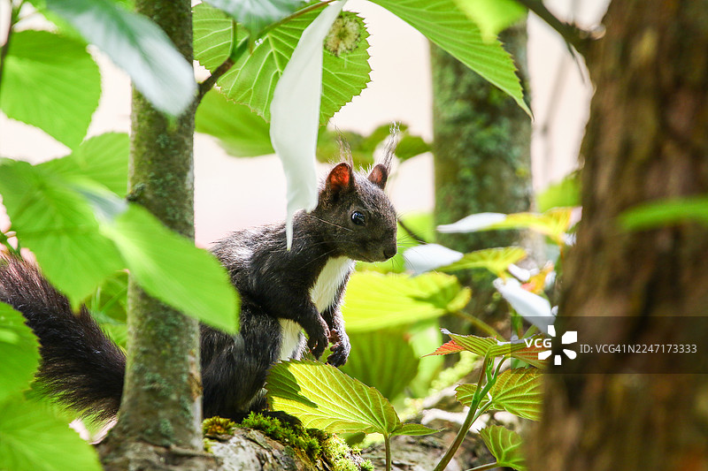 一只褐色的欧亚红松鼠在春天的公园树上觅食图片素材