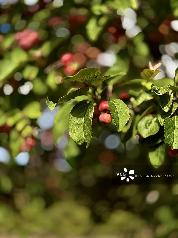 阳光明媚的树枝上鲜红的浆果和绿叶特写，美国卡梅尔，威廉姆斯牧场路图片素材
