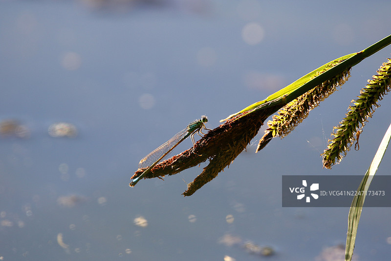 阳光下，饰纹豆娘鱼停留在湖边植物上图片素材