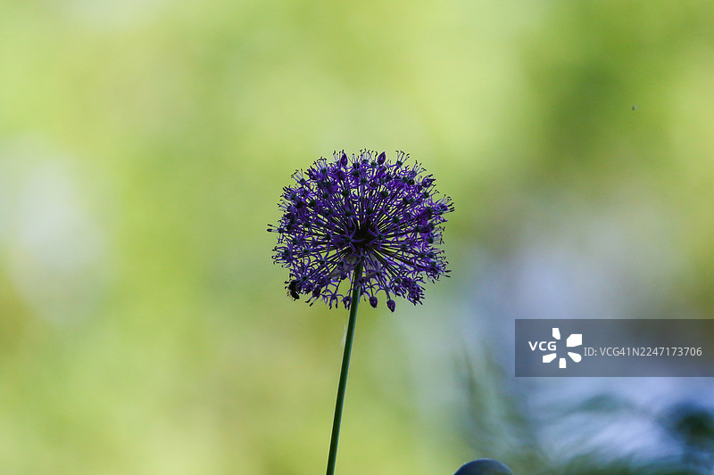 特写深紫色Allium花头，绿色的茎上有尖锐的花朵图片素材