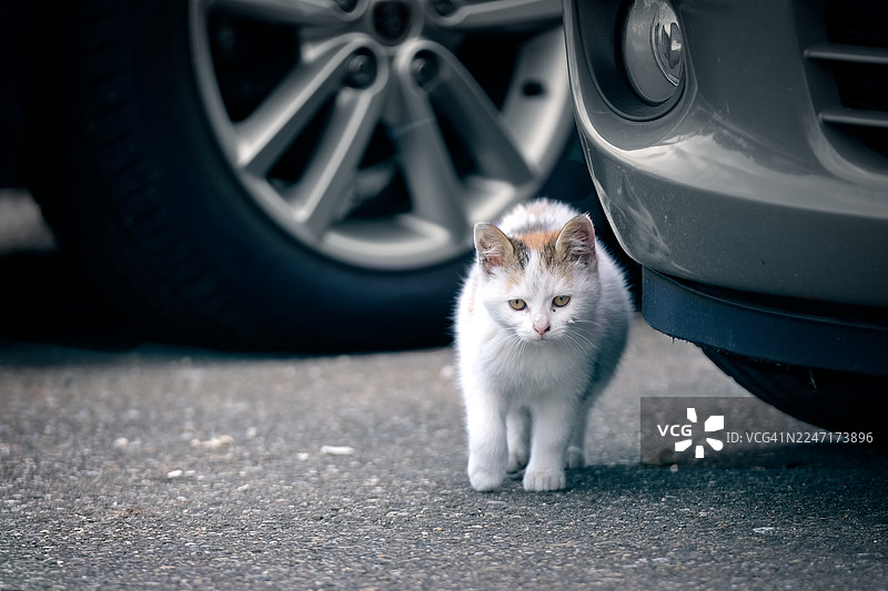 一只小三花猫走在停着的汽车旁边的柏油路上图片素材