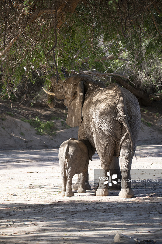 非洲象母子在非洲草原的一棵树下吃草图片素材
