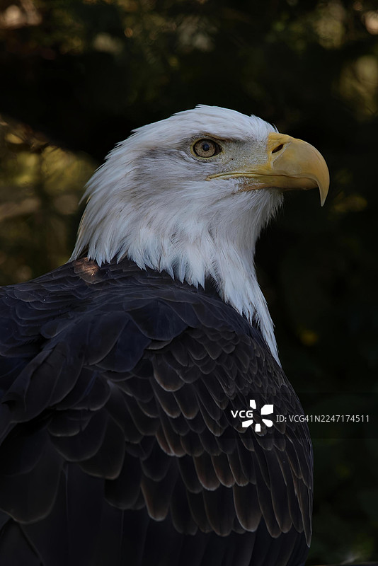 一只雄伟的白头海雕的特写侧面照，它有着深色的羽毛和明亮的白色头部图片素材
