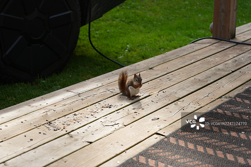 俯视视角拍摄的松鼠在木质甲板上吃种子的照片图片素材