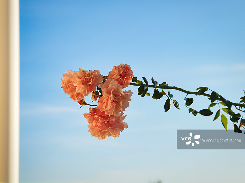 阳光明媚的日子里，在晴朗的蓝天下，一株美丽的桃色花卉植物的低角度视图，德国波恩图片素材