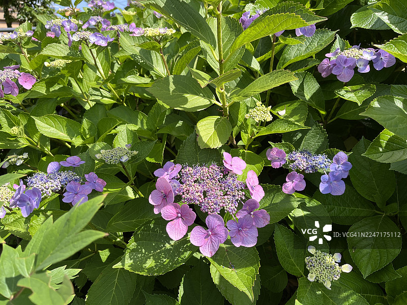 阳光下，鲜艳的紫粉色绣球花盛开，绿叶葱茏，展现大自然之美图片素材
