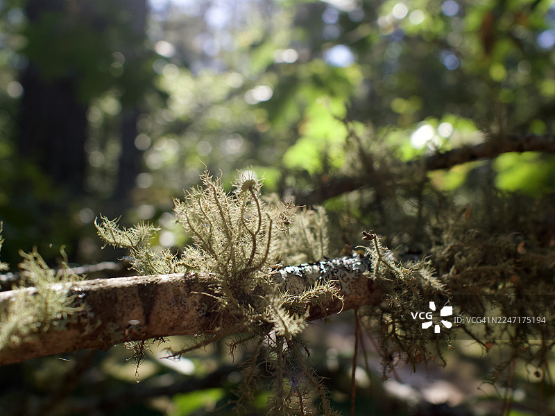 阳光斑驳的森林中，一根覆盖着苔藓和地衣的树枝特写图片素材