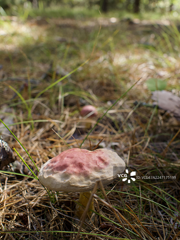 粉色菌盖的蘑菇特写，生长在松针和草地的森林地面上图片素材