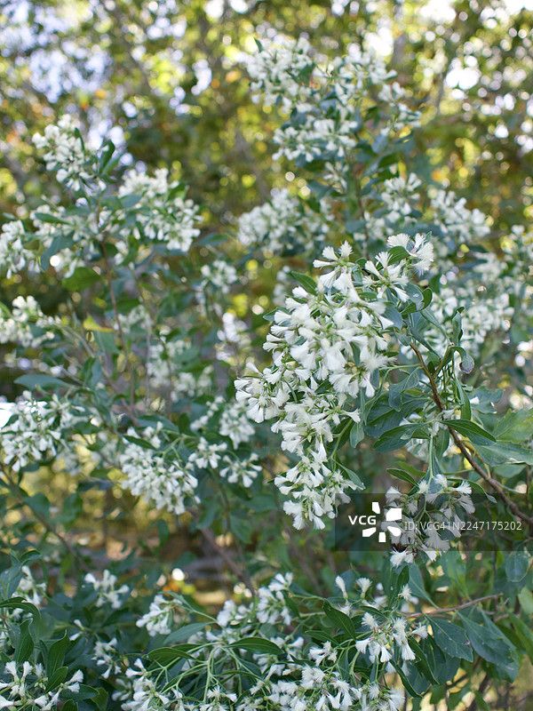 绿叶白花植物特写，背景虚化图片素材