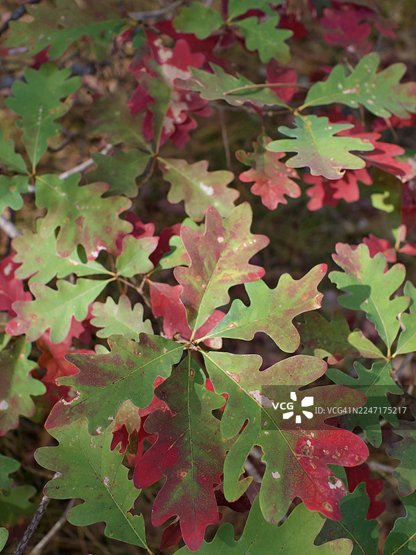 秋天树枝上鲜红和翠绿的橡树叶图片素材