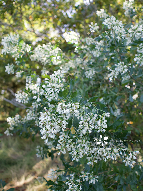 特写镜头：一株带有绿色叶子的白色开花植物在自然光下图片素材