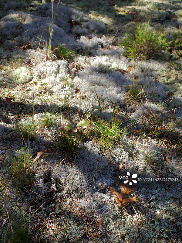 俯视角度拍摄的陆地上生长的植物图片素材
