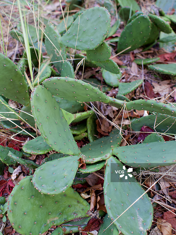 从高处俯瞰仙人掌，绿色的叶片上长着细小的刺，生长在干草和落叶中。图片素材