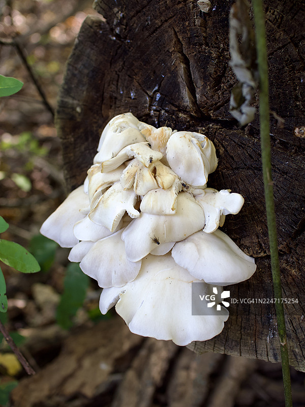 森林中树干上生长出的白色蘑菇特写，展现了自然的衰败与新生图片素材