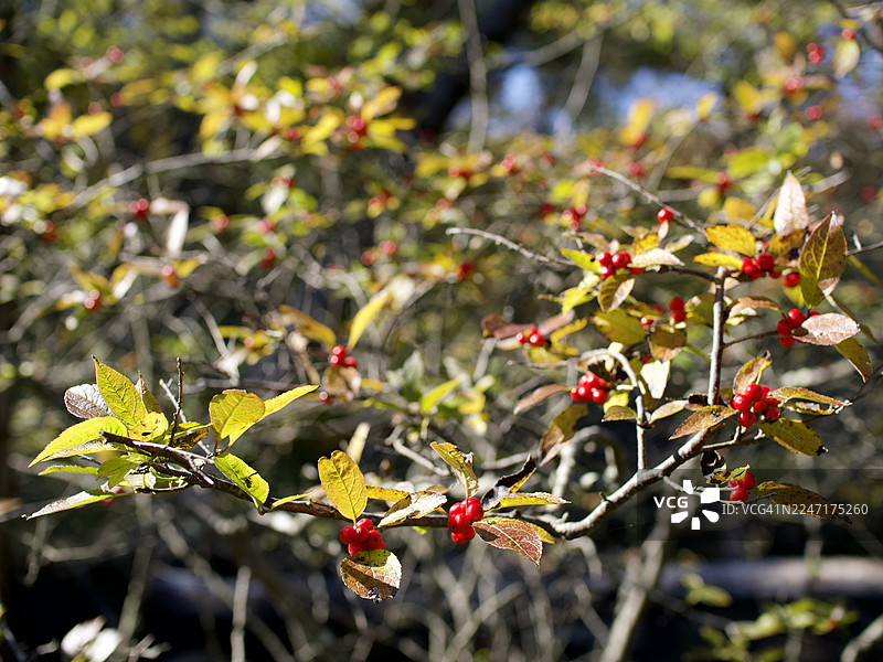 秋季树枝上鲜红浆果和泛黄叶子的特写，背景模糊图片素材