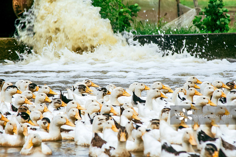 越南家鸭在乡村池塘图片素材