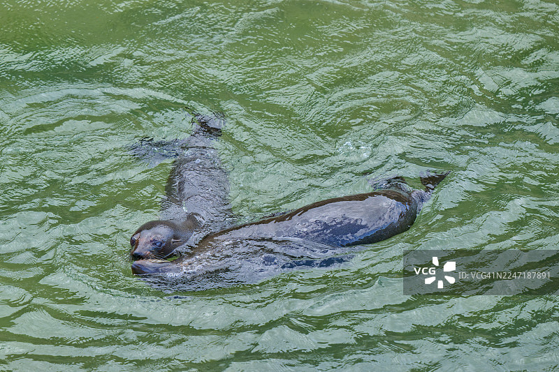 新西兰毛海豹（Arctocephalus forsteri），两只动物在海中游泳，沙格角瞭望点，沙格角，帕尔默斯顿，奥塔哥，南岛，新西兰，大洋洲图片素材
