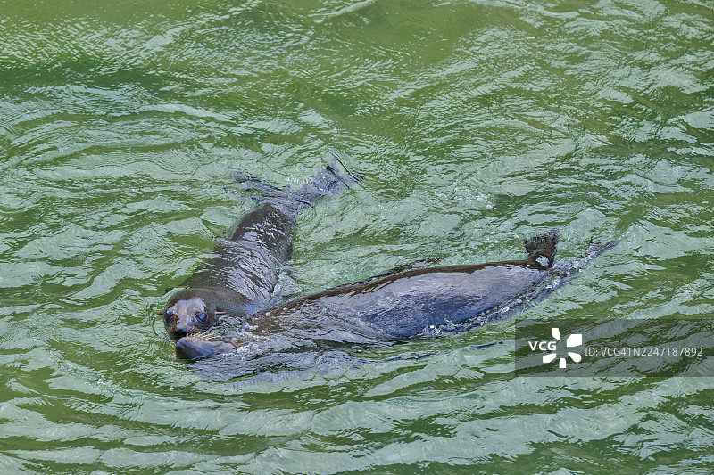 新西兰毛海豹（Arctocephalus forsteri），两只在海上游泳的动物，沙格角观景点，沙格角，帕尔默斯顿，奥塔哥，南岛，新西兰，大洋洲图片素材