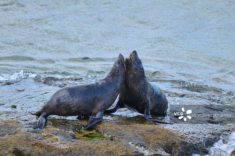 新西兰毛海豹（Arctocephalus forsteri），两只动物在新西兰南岛奥塔哥地区帕尔默斯顿沙格角瞭望台的沙滩上玩耍打斗图片素材