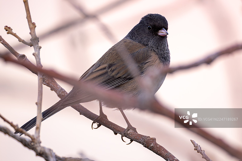 黑眼灯草鹀栖息在冬季的树枝上图片素材