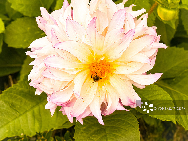 一只蜜蜂在盛开的粉白色大丽花旁边，周围环绕着鲜嫩的绿叶，近距离展现了大自然的精美与细节。图片素材