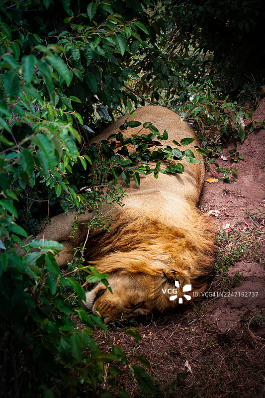 雄狮在茂密的绿色植物中沉睡图片素材