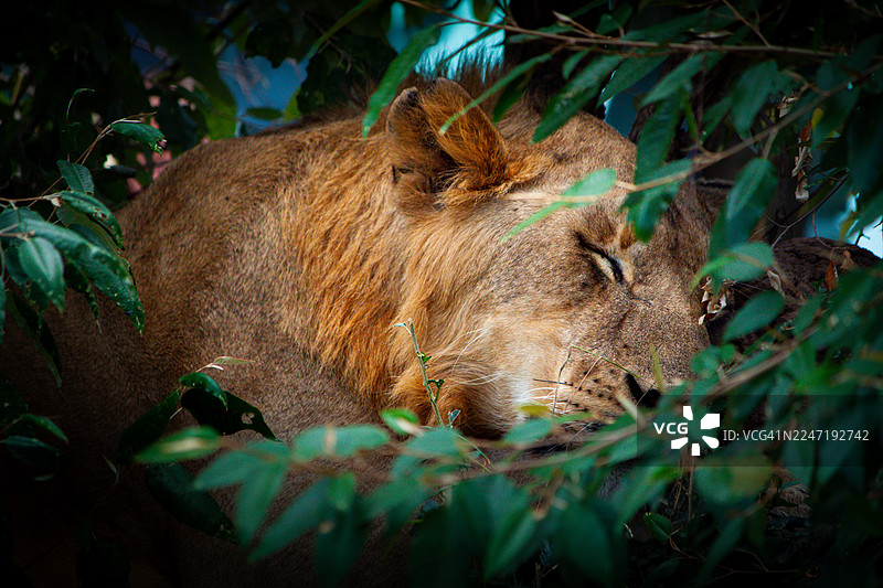狮子在自然栖息地中安详地栖息在绿叶丛中图片素材