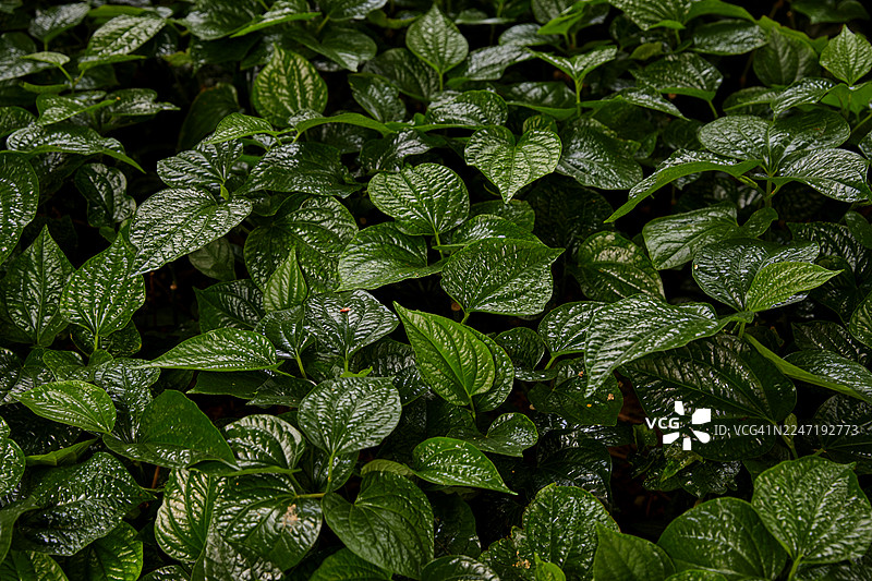 全景拍摄的郁郁葱葱的湿绿叶，展现自然生机图片素材