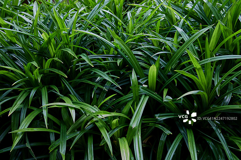 热带花园里生长茂盛的绿色香兰叶图片素材