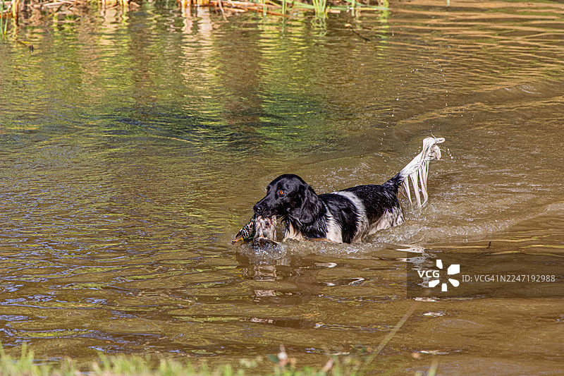 一只黑白相间的狗在湖中游泳，嘴里叼着一只捕获的鸟，俯视角度图片素材