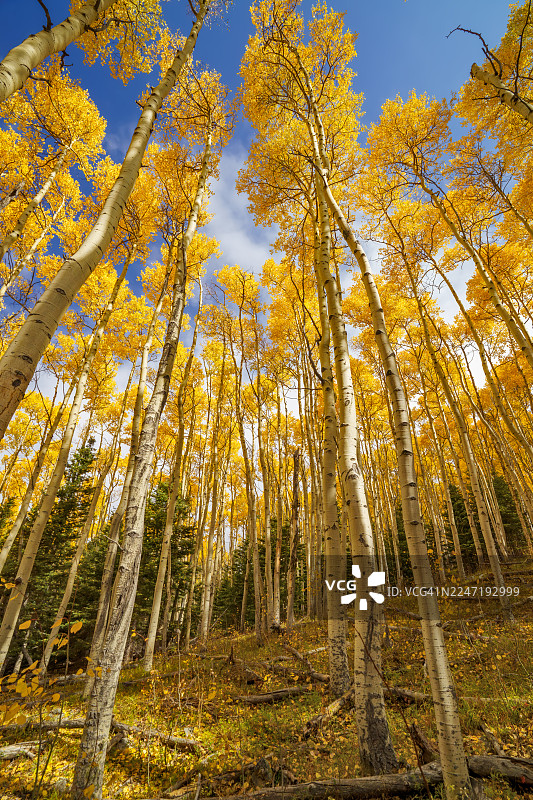 秋季，在美国圣达菲的白杨大道步道，仰视高大的白杨树，金黄的叶子在明亮的蓝天下，在森林中显得格外醒目。图片素材