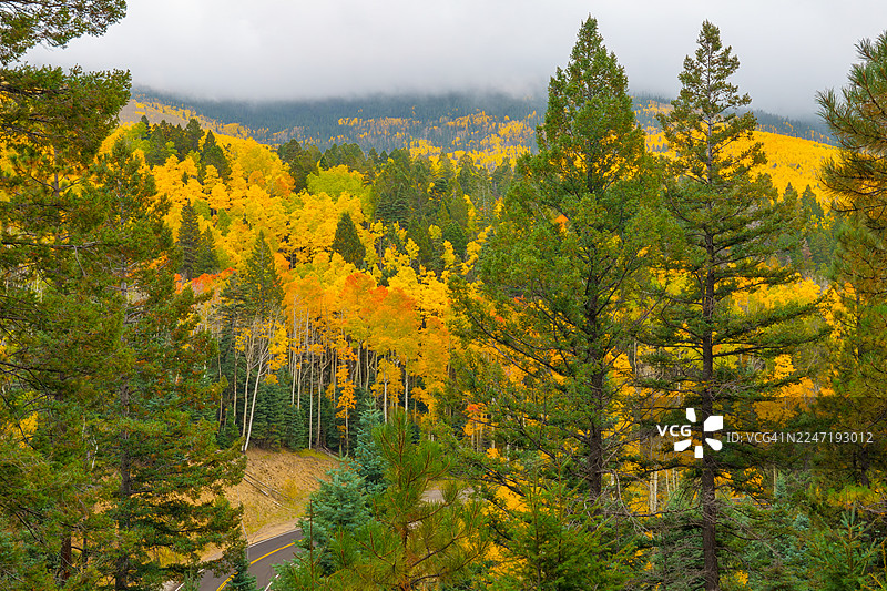 秋季色彩斑斓的森林，金色白杨树与常绿松树在多云天空下，美国圣达菲，海德公园路图片素材