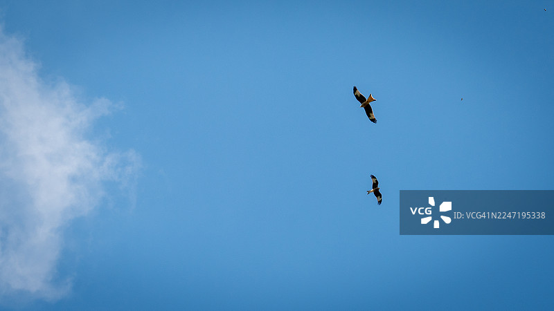 两只红鸢在晴朗的蓝天上翱翔，伴有一缕云彩图片素材