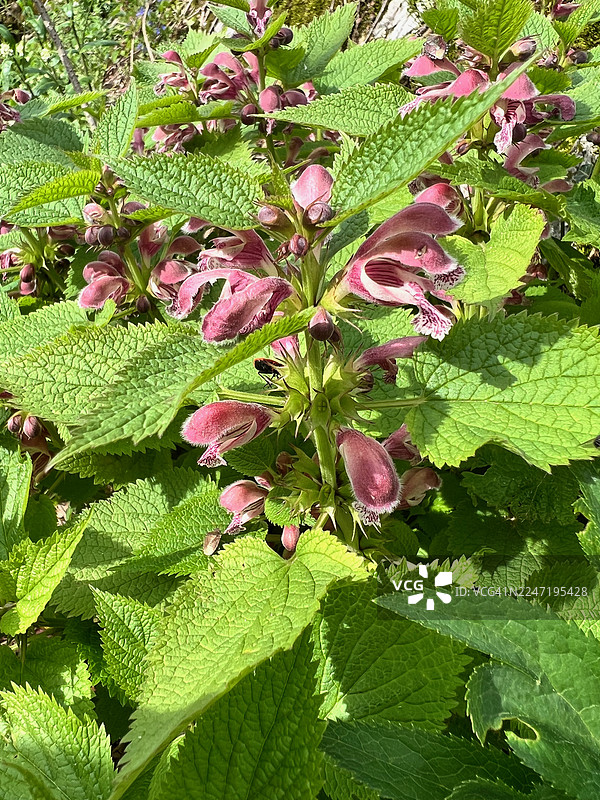 阳光下，绿叶粉花植物的鲜艳特写图片素材