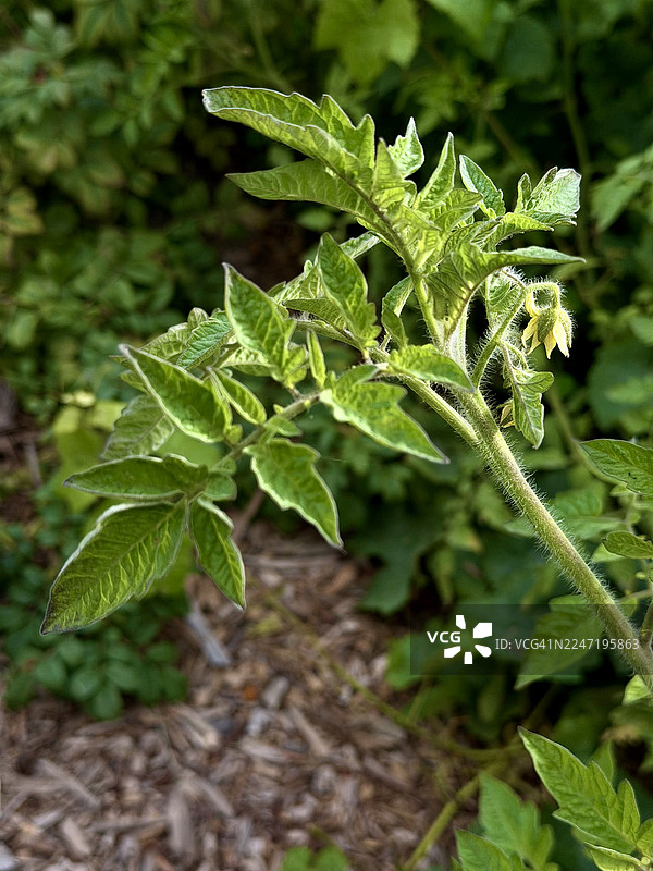 花园里，木屑覆盖的地面上，一株绿植正生长出一朵黄色的小花，特写镜头图片素材