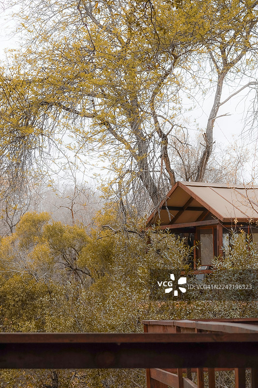 一栋乡村建筑掩映在树林间，树叶呈黄色，背景是明亮的蓝天，营造出宁静的自然度假氛围，南非，克鲁格国家公园图片素材