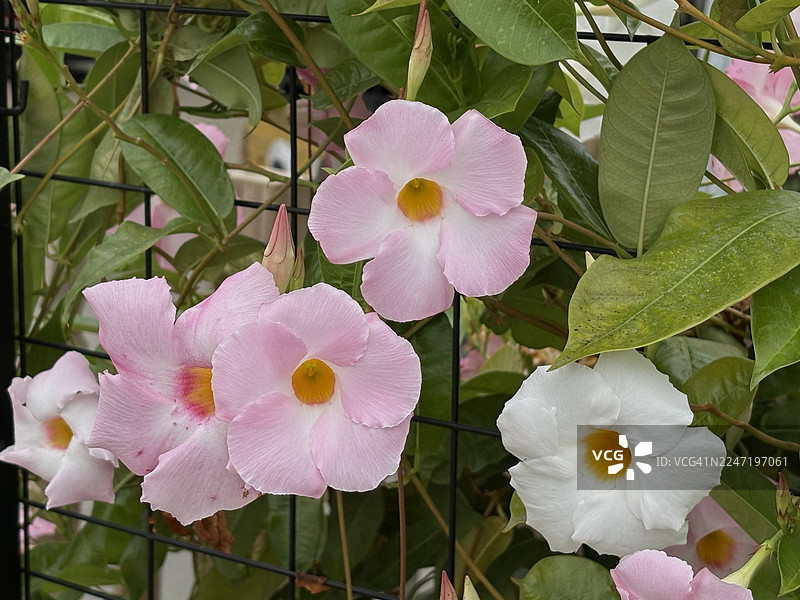 美国印第安纳州安德森市（Fishers）艾里森维尔路（Allisonville Rd）的粉白色曼德维拉花近景特写图片素材