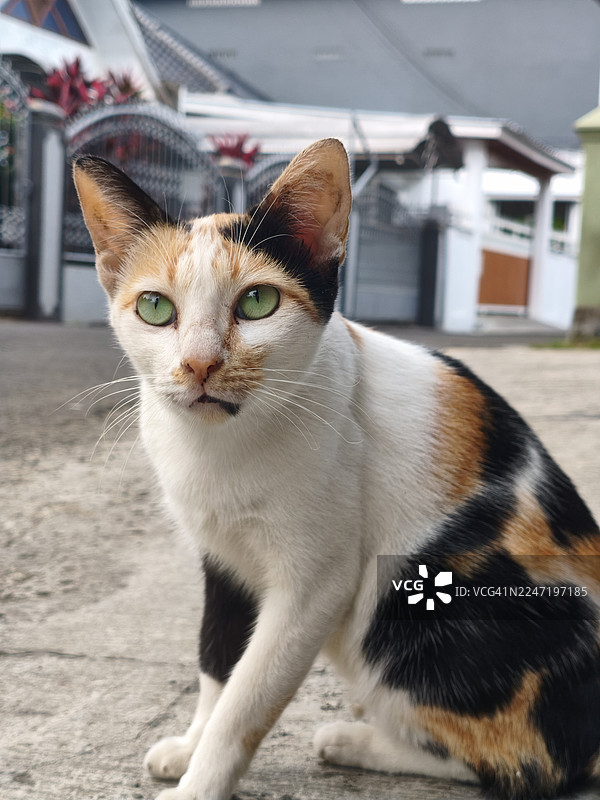 一只绿眼睛的家养三花猫在户外坐着的特写肖像图片素材