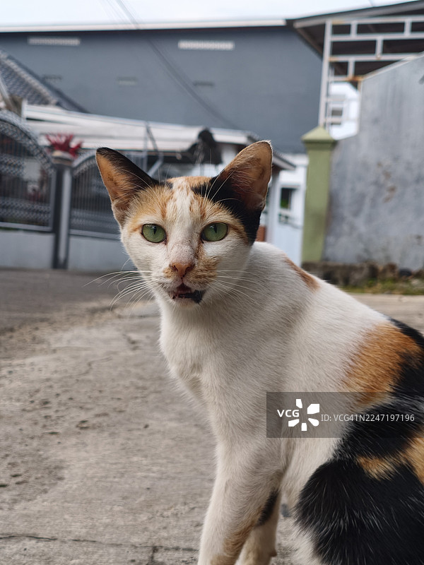 一只三花猫坐在户外的水泥地上，看着镜头图片素材
