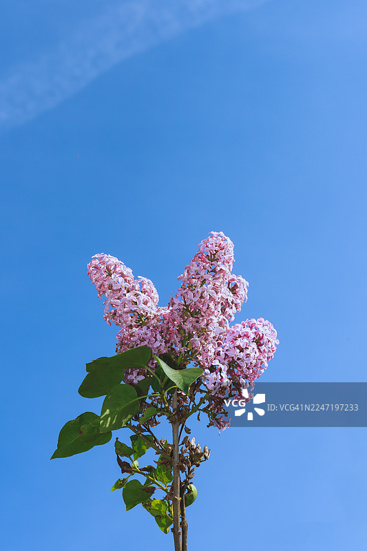 晴朗的白天，丁香花粉色花朵在湛蓝的天空下，低角度仰拍图片素材