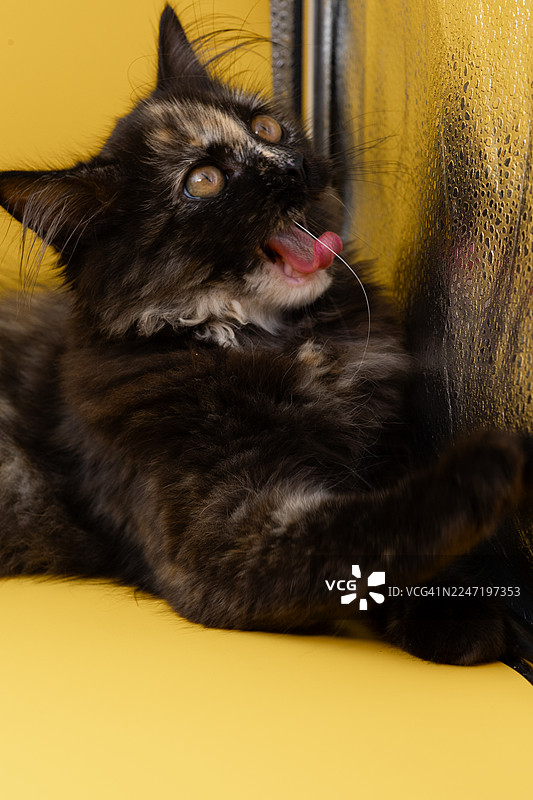 特写镜头：一只长毛家猫伸出舌头舔鼻子，看向黄色背景图片素材