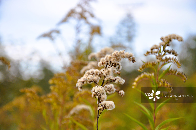 特写镜头，田野中蓬松的干枯野花，背景柔焦，营造出秋季和自然循环的感觉图片素材